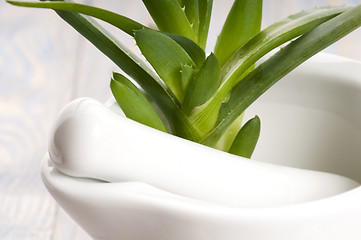Image showing Aloe vera - herbal medicine 