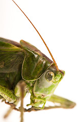 Image showing Grasshopper of white background 