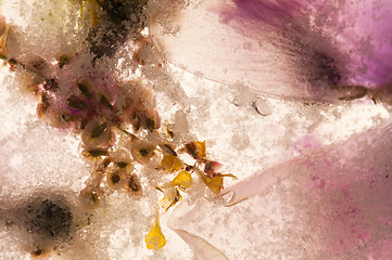 Image showing Frozen flowers. blossoms in the ice cube