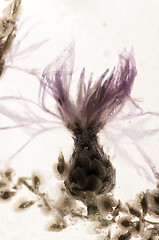 Image showing Frozen flowers. blossoms in the ice cube