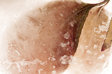 Image showing Frozen flowers. blossoms in the ice cube