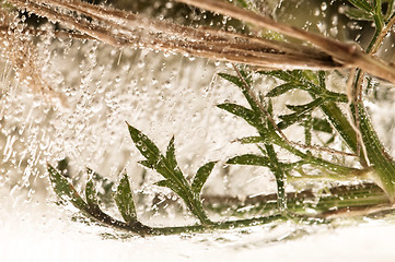 Image showing Frozen flowers. blossoms in the ice cube