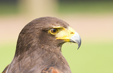 Image showing Harris Hawk