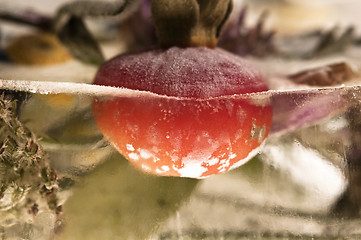 Image showing Frozen flowers. blossoms in the ice cube