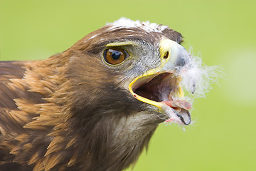 Image showing Golden Eagle feeding