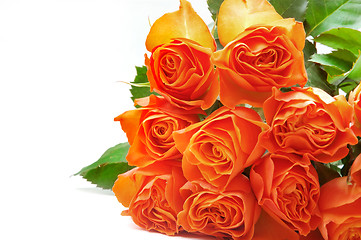 Image showing Roses