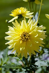 Image showing Yellow dahlia