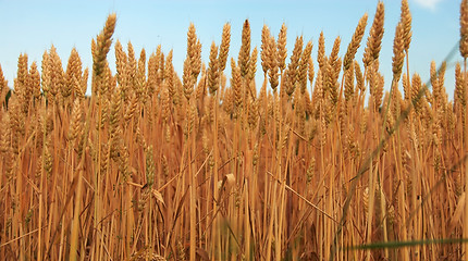 Image showing Wheat field