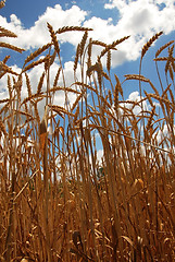 Image showing Wheat field