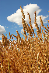 Image showing Wheat field