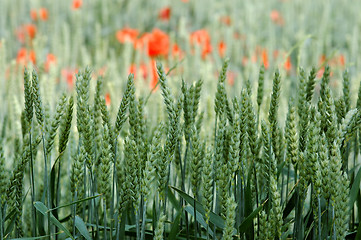 Image showing Fild of green rye and red poppies