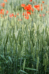 Image showing Green rye and red poppies