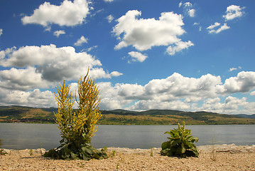 Image showing Danube riverbank