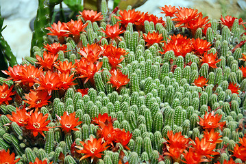Image showing Cactus red flowers