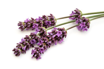 Image showing Lavender