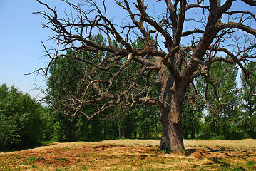 Image showing Lonely dry tree