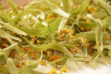 Image showing Herbal tea