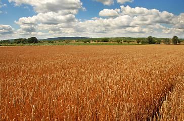 Image showing Wheat field