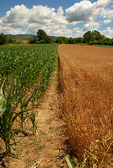 Image showing Wheat and corn planting