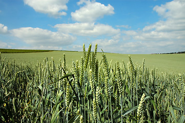 Image showing Green rye and blue sky