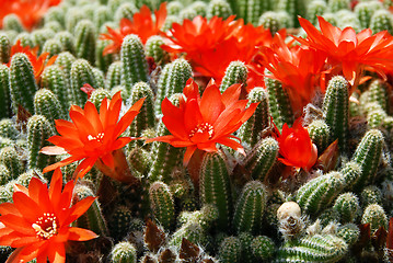 Image showing Cactus red flowers