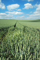 Image showing Green field and blue sky