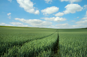 Image showing Green rye and blue sky