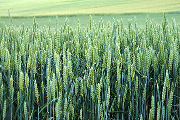 Image showing Field of green rye