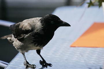 Image showing Black Crow