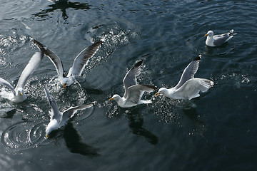 Image showing Sea Gulls