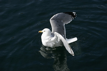 Image showing Sea Gull