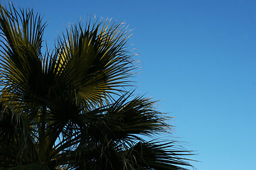 Image showing Palm Tree