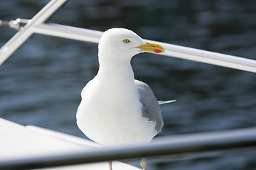 Image showing Seagull