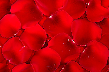 Image showing Background dark red of rose petals