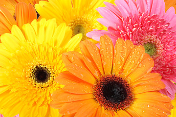 Image showing Background of flowers