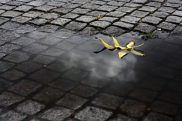 Image showing Leaf in the Water