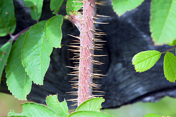 Image showing Wild rose thorns (Rosa) 