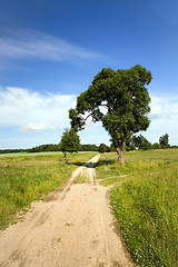 Image showing Tree in the field