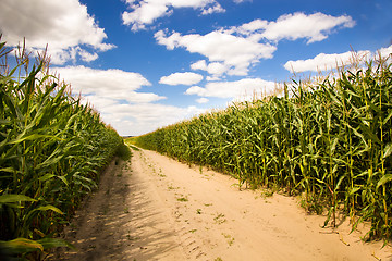 Image showing Green corn