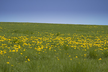 Image showing field