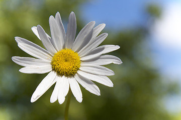 Image showing marguerit