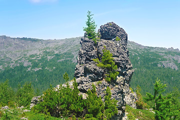 Image showing A rock with a tree