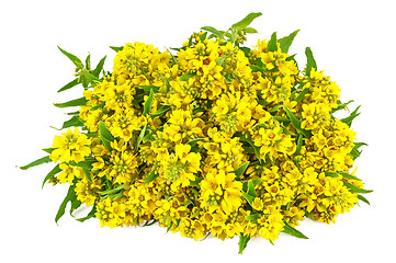 Image showing Bouquet of yellow flowers