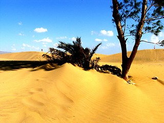 Image showing Tree in the desert