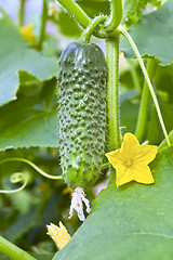 Image showing Cucumber with a flower on the bush