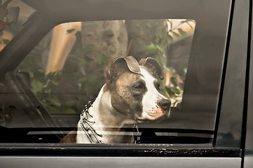 Image showing Dog in car