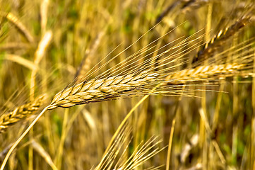 Image showing Ear of wheat