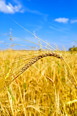 Image showing Ear of wheat against the sky