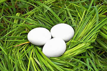 Image showing Eggs in the grass