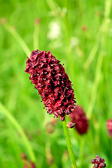 Image showing Flower field burgundy